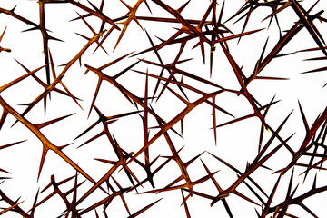 sharp needles of prickly acacia on a white background isolate