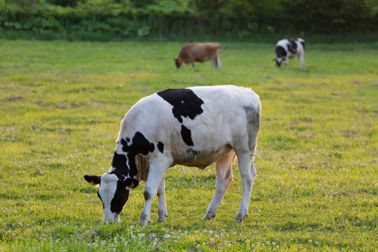Cow grazing on a green meadow.