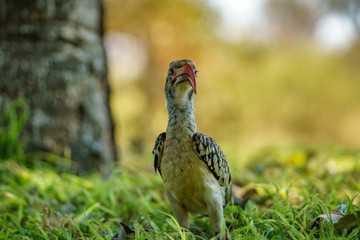 southern yellow-billed hornbill in kruger national park, mpumalanga, south africa 28