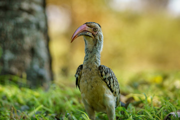southern yellow-billed hornbill in kruger national park, mpumalanga, south africa 30