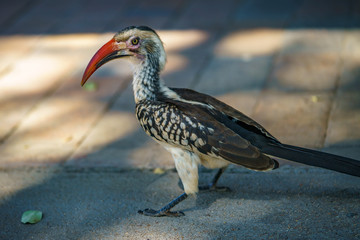 southern yellow-billed hornbill in kruger national park, mpumalanga, south africa 38