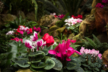 Fototapeta na wymiar Cyclamen is an alpine violet. Many pink, white and red cyclamens in the botanical garden are for sale. Bright and beautiful indoor flowers, background
