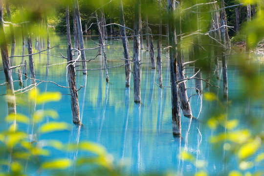 Biei Pond, Japan seen through green leaves.