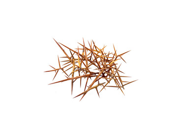 sharp needles of prickly acacia on a white background isolate