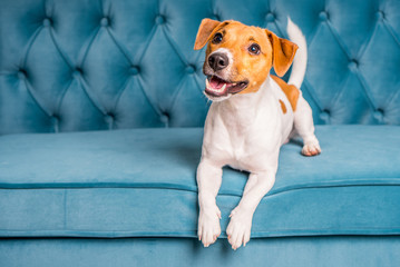 Soft sofa. Furniture background. Dog lies on turquoise velour sofa. Cozy and comfortable home...