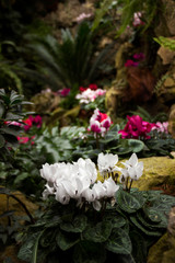 Cyclamen is an alpine violet. Many pink, white and red cyclamens