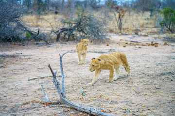 young lions in kruger national park, mpumalanga, south africa 2
