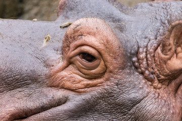 Relaxed Hippo