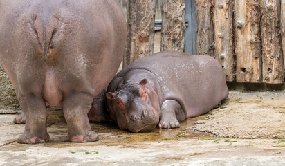 Cute little Hippo