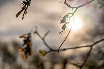 closeup of dry flowers in rhoen, hesse, germany