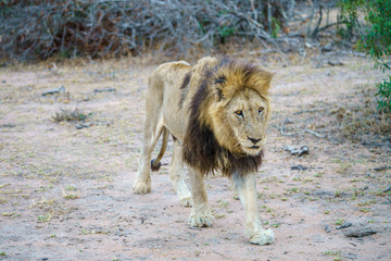 Fototapeta na wymiar male lion in kruger national park, mpumalanga, south africa 17
