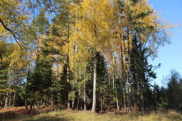 forest in autumn