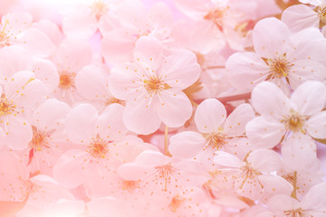 Blooming spring background.