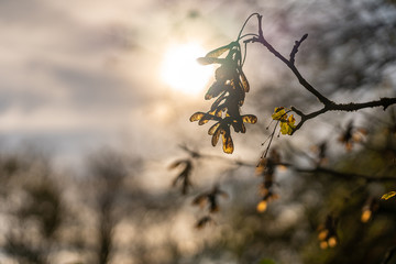 closeup of dry flowers in rhoen, hesse, germany