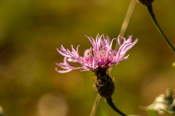 closeup of dry flowers in rhoen, hesse, germany