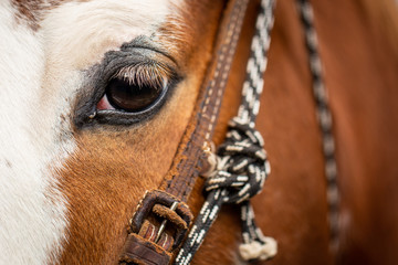 Brown horse eye