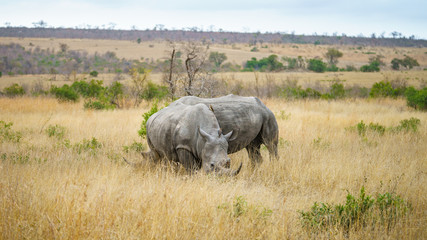 Fototapeta premium white rhinos in kruger national park, mpumalanga, south africa 5
