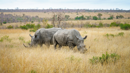 white rhinos in kruger national park, mpumalanga, south africa 11