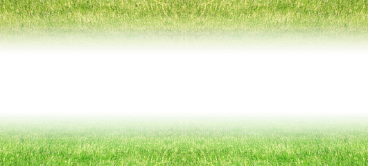 Fototapeta na wymiar Green grass nature background. Grass field texture with white empty copy space, abstract template 