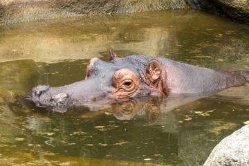 Fototapeta premium Relaxed Hippo