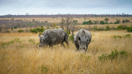 white rhinos in kruger national park, mpumalanga, south africa 17