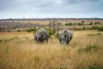 white rhinos in kruger national park, mpumalanga, south africa 18