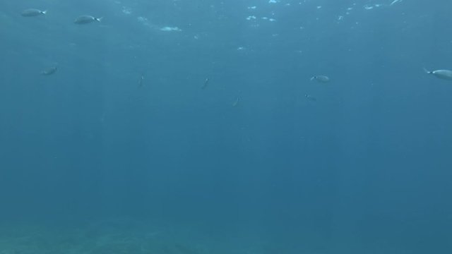 School of fish swims on the blue water in sun rays. Saddled Seabream, Saddle bream or Oblade (Oblada melanura) Mediterranean Sea