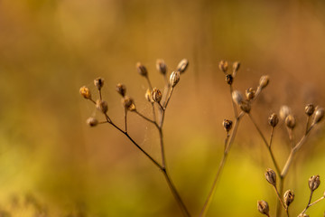 closeup of flowers with bokeh in rhoen, hesse, germany