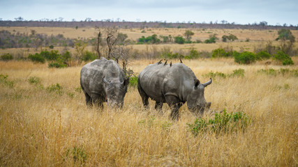 white rhinos in kruger national park, mpumalanga, south africa 23