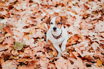 cute small jack russell dog on two legs outdoors on brown leaves background asking for treats. Autumn season