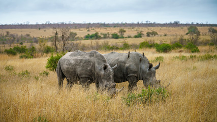 white rhinos in kruger national park, mpumalanga, south africa 25