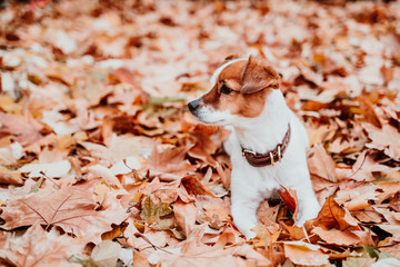 cute small jack russell dog lying outdoors on brown leaves background. Autumn season