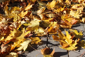 autumn leaves on the ground