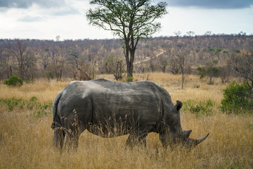 white rhinos in kruger national park, mpumalanga, south africa 34