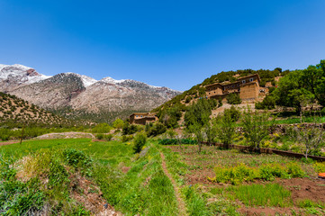 Fototapeta na wymiar Agriculture in high mountain of the Aït Bouguemez valley in Morocco