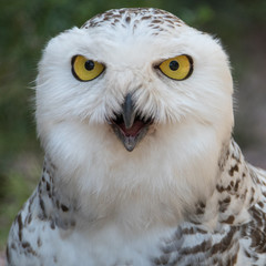 Aggressive Snowy Owl