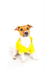 Dog clothes. Jack Russell dog in yellow jacket.
