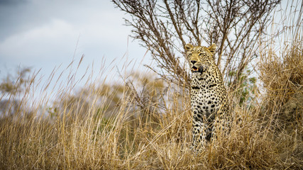leopard in kruger national park, mpumalanga, south africa 31