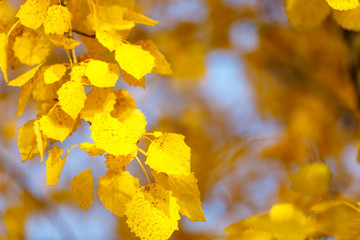 Naklejka na ściany i meble Golden tree leaves in autumn forest