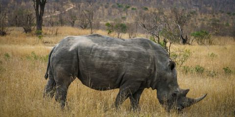Fototapeta premium white rhinos in kruger national park, mpumalanga, south africa 52