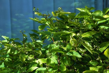 bright leaves of a green plant on a blue background