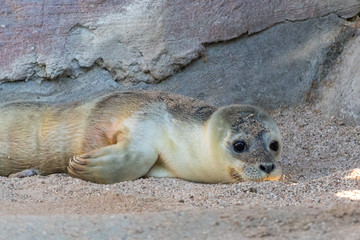 Cute Baby Seal