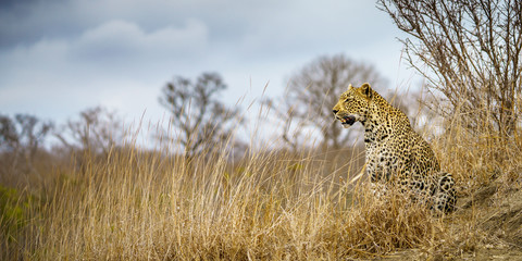 leopard in kruger national park, mpumalanga, south africa 39