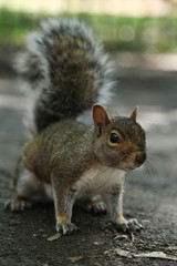 squirrel