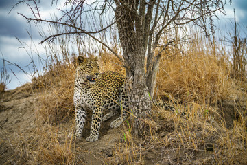 leopard in kruger national park, mpumalanga, south africa 120