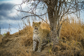 leopard in kruger national park, mpumalanga, south africa 157
