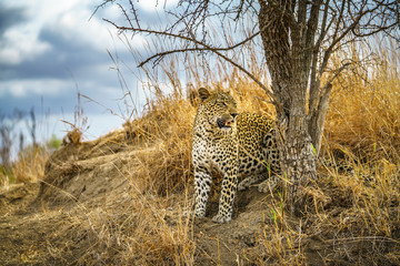 leopard in kruger national park, mpumalanga, south africa 175