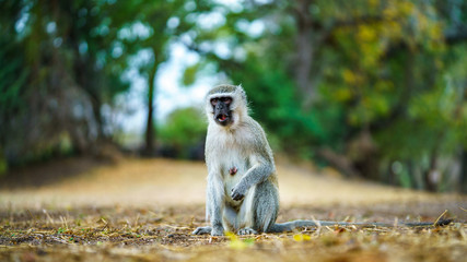 Obraz premium vervet monkey in kruger national park, mpumalanga, south africa 50