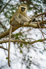 vervet monkey in kruger national park, mpumalanga, south africa 120
