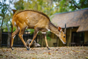 little antelope in kruger national park, mpumalanga, south africa 12